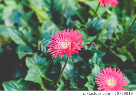 Barberton daisy gerbera Barberton daisy gerbera 50759819