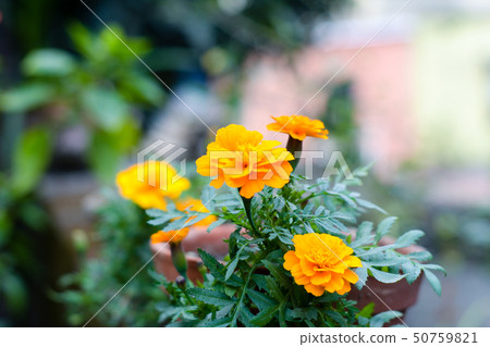 Yellow and orange marigold flowers. 50759821