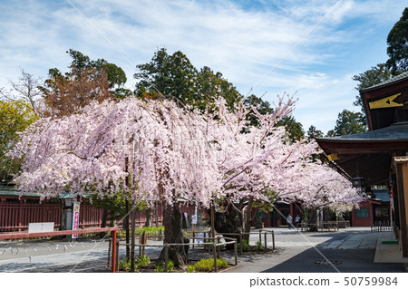Shihahiko Shrine Shiogama Shrine cherry blossoms 50759984