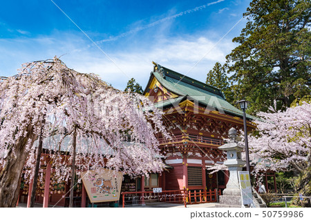 Shihahiko Shrine Shiogama Shrine cherry blossoms 50759986