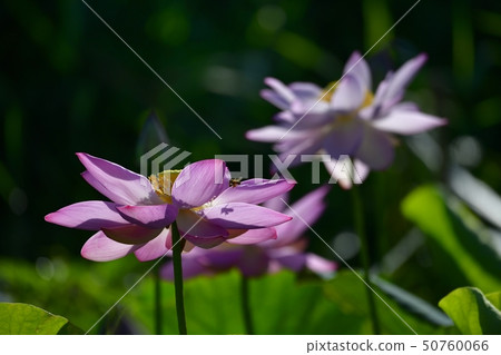 Bee on an ancient lotus flower 50760066