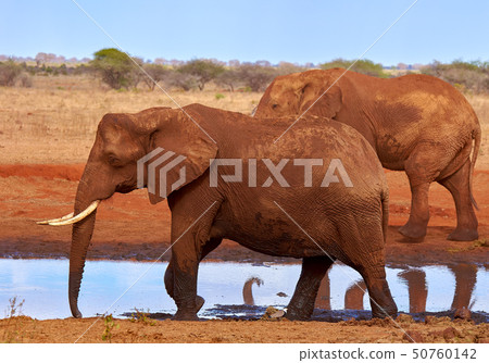 View of several African elephants in the savannah View of several African elephants in the savannah 50760142