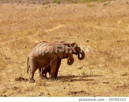 An herd of elephants is savage and pounding in An herd of elephants is savage and pounding in 50760143