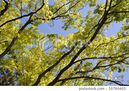 Fresh green zelkova 50760485