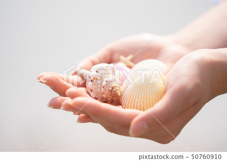 Seashell Seashell 50760910
