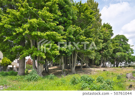 [Zenemon Tumulus] Tomomotocho, Kita-ku, Sakai City, Osaka Prefecture 50761044