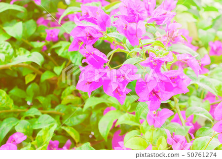 bougainvillea flower purple with green leaves 50761274
