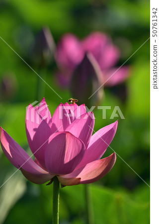 Ancient lotus flower and bee Ancient lotus flower and bee 50761342