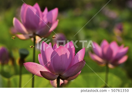 古老蓮花和蜂 50761350