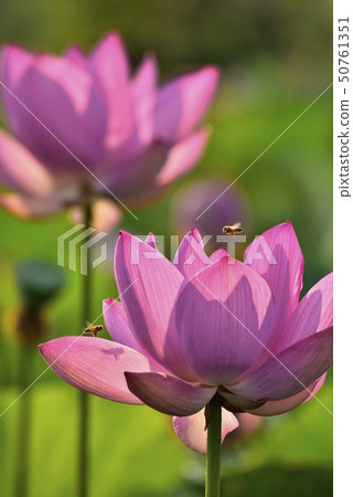 Ancient lotus flower and bee Ancient lotus flower and bee 50761351