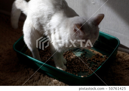 cat overweight constipated sick  to the bathroom 50761425