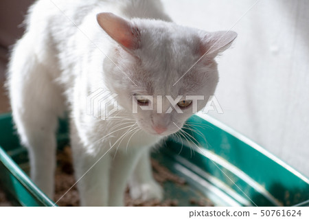 cat overweight constipated sick to the bathroom cat overweight constipated sick to the bathroom 50761624