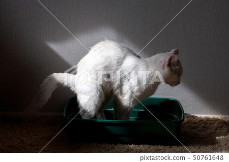 cat overweight constipated sick  to the bathroom 50761648