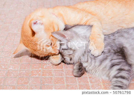 two cats friendship orange and grey on the floor 50761798