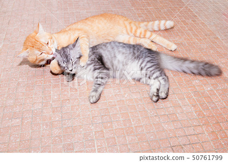 two cats friendship orange and grey on the floor 50761799