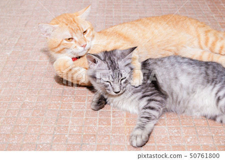 two cats friendship orange and grey on the floor 50761800