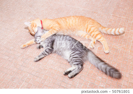 two cats friendship orange and grey sleep  50761801