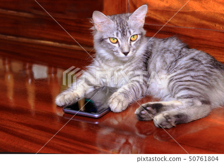 cat striped white - grey used with mobile phone cat striped white - grey used with mobile phone 50761804