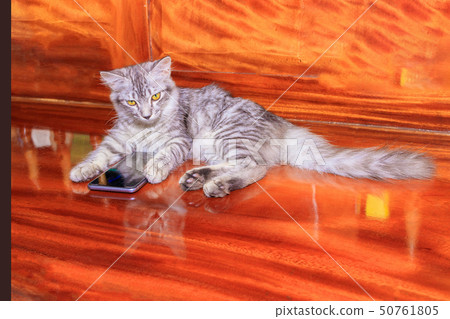 cat striped white - grey used with mobile phone cat striped white - grey used with mobile phone 50761805