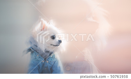 奇瓦瓦的暮光之城 50761938