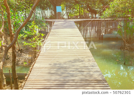 walkway wood bridge in natural mangrove forest 50762301