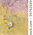 Rape blossoms and cherry blossoms and chihuahua in full bloom 50762689