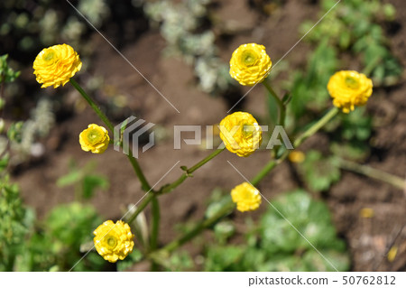 Ranunculus · Gold coin Ranunculus · Gold coin 50762812