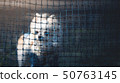 Chihuahua over the net 50763145