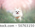 Cherry blossom and smile Chihuahua 50763150