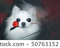 Chihuahua with flowers 50763152