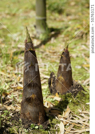 Bamboo shoots that appear on flat ground ... 5 Bamboo shoots that appear on flat ground ... 5 50763171