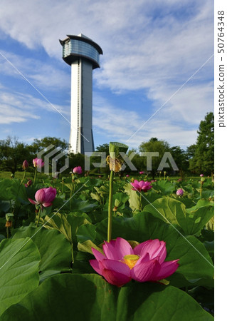 Gyoda古老蓮花村莊古老蓮花領域和遠景塔 50764348