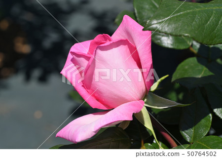 羅斯（Wimmy） 50764502