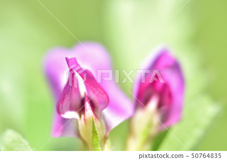Karasuno pea（Kono Beans） 50764835