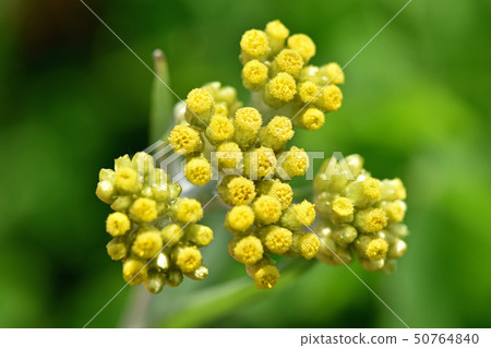 Hakko Kusa（母嬰） 50764840