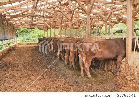 Barn 50765541