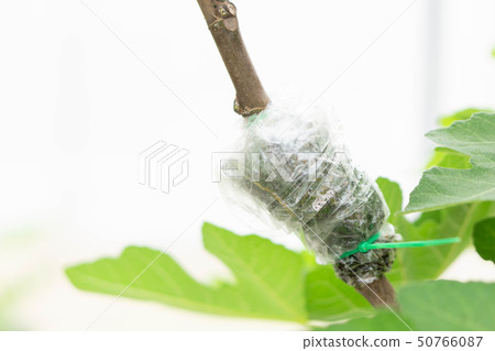 Closeup grafting tree branch with nature Closeup grafting tree branch with nature 50766087