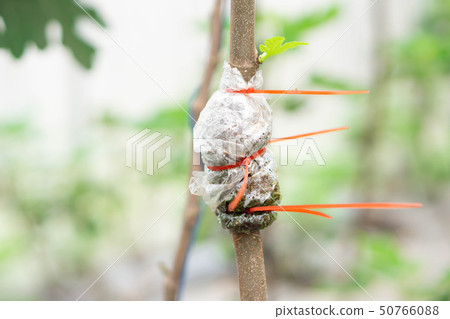 Closeup grafting tree branch with nature Closeup grafting tree branch with nature 50766088