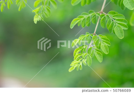 Closeup young moringa leaves branch Closeup young moringa leaves branch 50766089