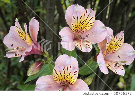Alstroemeria Alstroemeria 50766172
