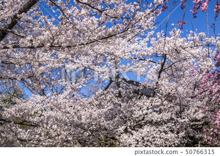 Shinshu Nagano Prefecture Komoro City Komoro Castle Cherry blossoms 50766315