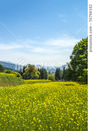 信州長野縣飯山市Nanohana公園 50766382