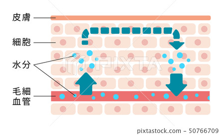 Skin cross section illustration / Normal skin without swelling (edema) 50766709