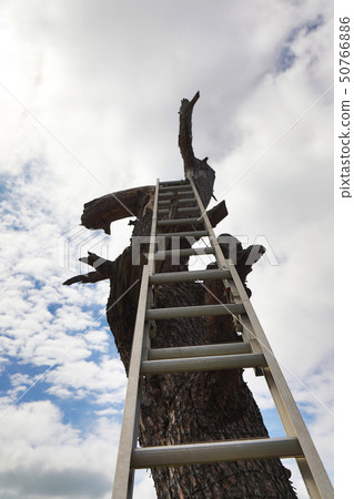 砍伐的樹木和梯子 50766886