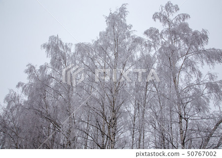 Snow-capped trees. The frost on the branches Snow-capped trees. The frost on the branches 50767002