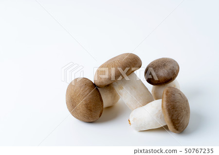 Daikoku Shimeji 50767235