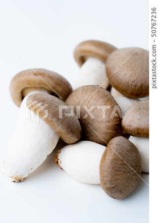 Daikoku Shimeji Daikoku Shimeji 50767236