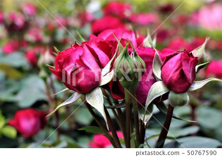 A bunch of blooming roses like a bouquet A bunch of blooming roses like a bouquet 50767590