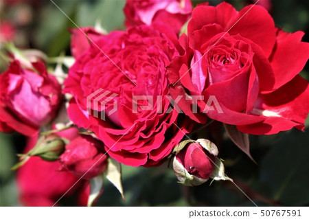 A bunch of blooming roses like a bouquet 50767591