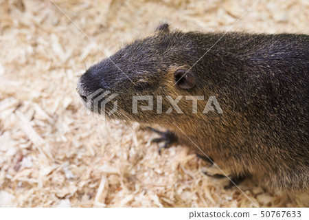 A large nutria sits on a wooden sawdust A large nutria sits on a wooden sawdust 50767633
